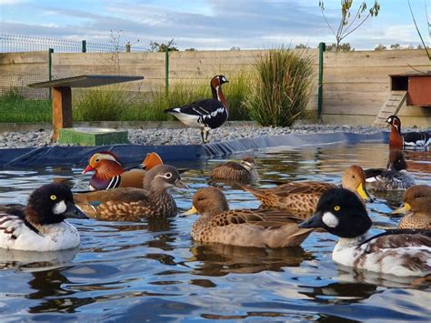 Elevage De Canards Gibiers Et Ornements Hauts France Romwaterfowl