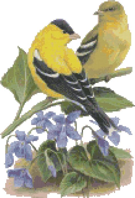 New Jersey State Bird And Flower Eastern Goldfinch And