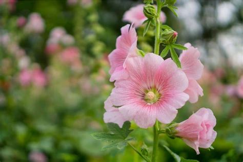 Hollyhock Flowers (Alcea): Types, How to Grow and Care | Florgeous