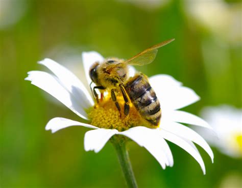 Aprender Sobre Imagem Fotos De Abelhas Nas Flores Br Thptnganamst