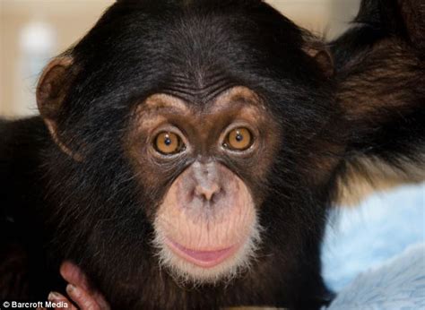 Monkeys and Dogs: Abandoned chimpanzee is smiling again after finding a new mummy | Mail Online