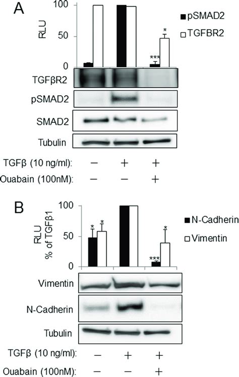 Downregulation of TGFβR2 by ouabain is accompanied by inhibition of