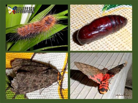 Giant Leopard Moth Life Cycle