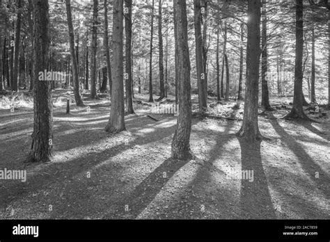 Pendle Sculpture Trail Barley Stock Photo - Alamy