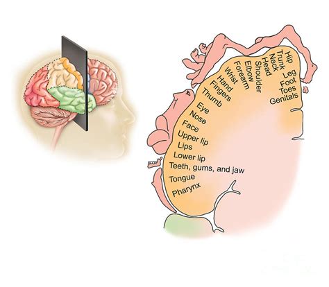 Human Brain Showing The Layout Digital Art By Trifocal Communications Pixels