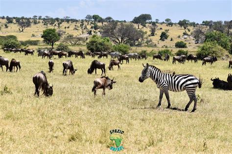 Serengeti, the Great migration and the Calving season | SpazioSafari