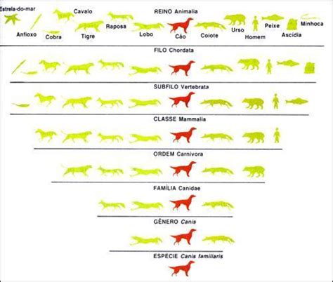 Cual Nome Cientifico Do Cachorro Domestico Brainly Br