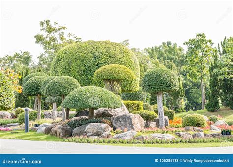 Ornamental Plants, Dwarf Trees in the Park. Stock Image - Image of ...