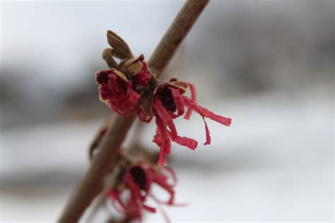 Confessions Of A Plant Geek Hamamelis Vernalis Blue Moon