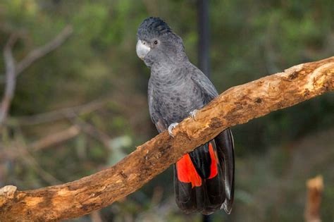 Red-Tailed Black Cockatoo Facts, Care as Pets, Habitat, Diet, Pictures