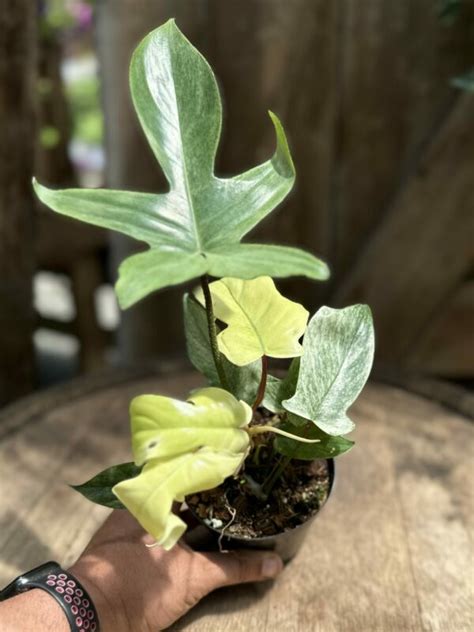 Philodendron Florida Ghost Mint Cerbo S Parsippany Greenhouse