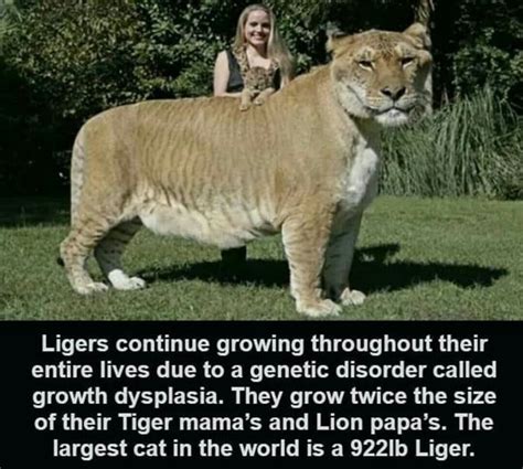 Ligers The Largest Cat In The World Large Cats Unbelievable Facts Liger