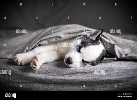 Husky Sib Rien Noir Banque De Photographies Et Dimages Haute