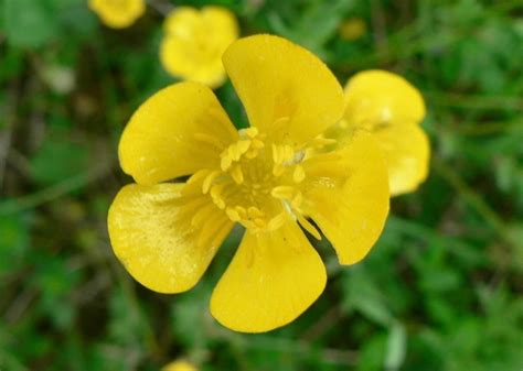 Filebuttercup Flower