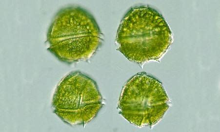 peridinium sp marine biodiversity portal  bangladesh