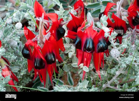 Sturt S Desert Pea Swainsona Formosa In Bloom Stock Photo Alamy