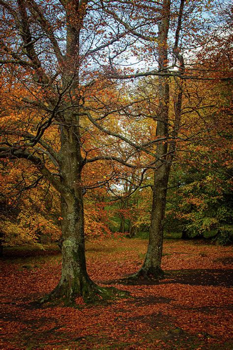 Autumn In Full Flow Uk Photograph By John Mannick Fine Art America