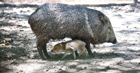 El Grave Ataque Que Sufri El Pecar Del Bioparque Se Meti En La