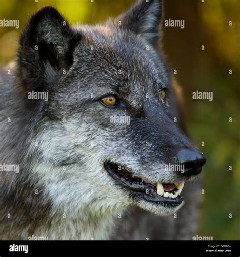 Wolf Showing Teeth Hi Res Stock Photography And Images Alamy