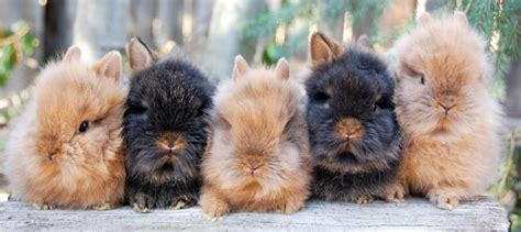 Lionhead Rabbit Breeders In California Our Lovely Rabbits