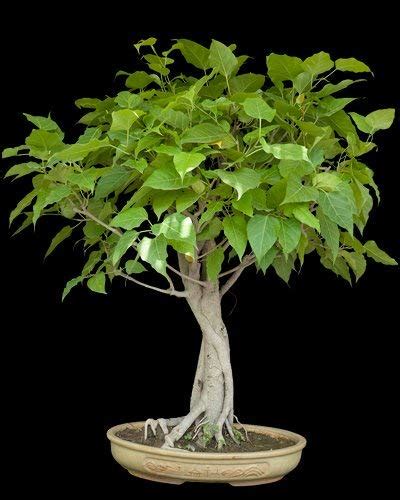 Buy 500 Ficus Religiosa Peepal Bo Tree Bodhi Tree Holy Tree