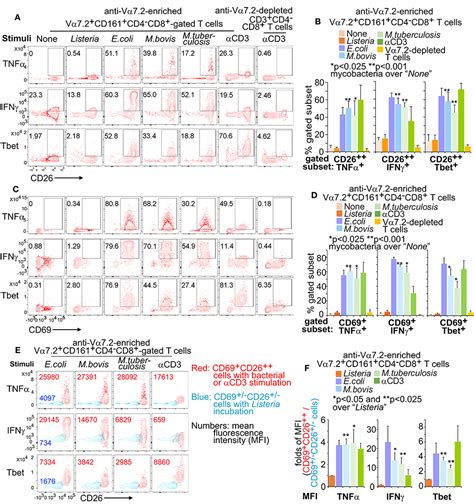 Frontiers Mucosal Associated Invariant T Cells Develop An Innate Like