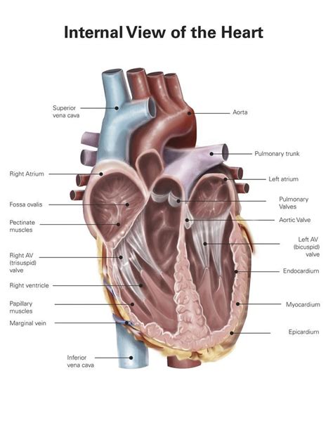 The Human Heart Anatomical Cross Section By Intervoke Body Organs Images And Photos Finder