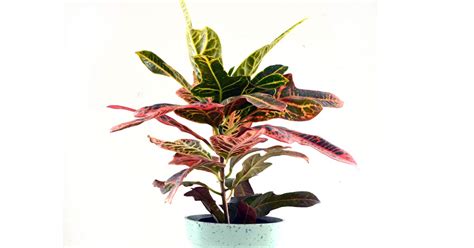 Reasons Why Your Croton May Drop Its Leaves