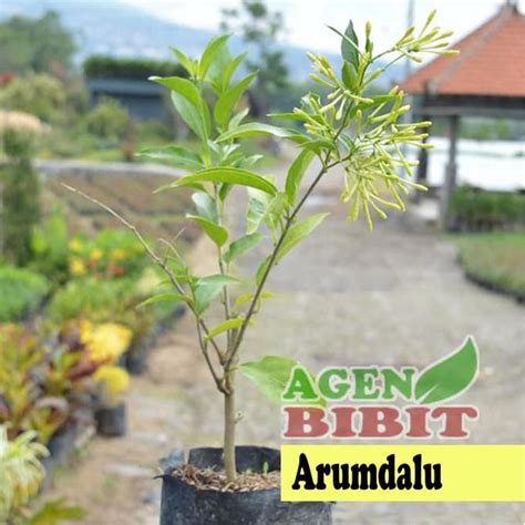 Jual Pusat Benih Terlengkap Paket 3 Bibit Bunga Arumdalu Pohon Melati