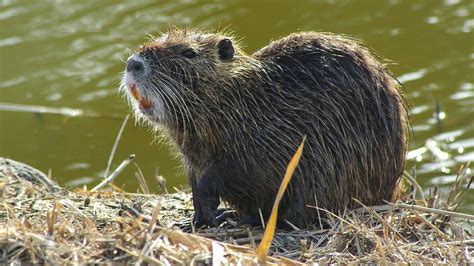 Invasive rats declared officially eradicated in Chesapeake Bay area