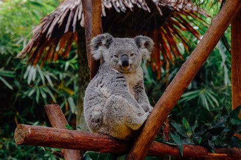 You Can Only Find These Marsupials in Australia - Traveler Master