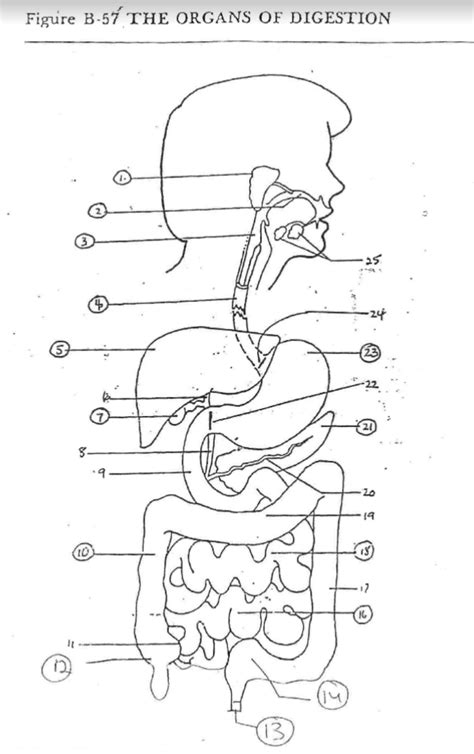 The Digestive System Diagram Quizlet