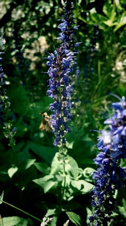 Blue Salvia And Butterfly Salvia Plants Garden