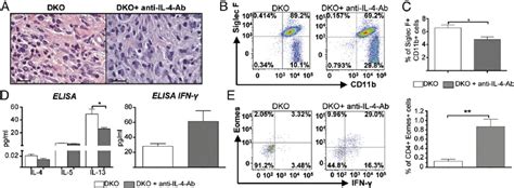 Eomes Drives Th1 Mediated Allograft Rejection In The Absence Of IL 4