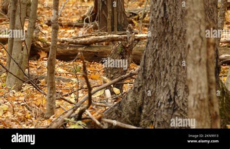 Tree creeper bird Stock Videos & Footage - HD and 4K Video Clips - Alamy