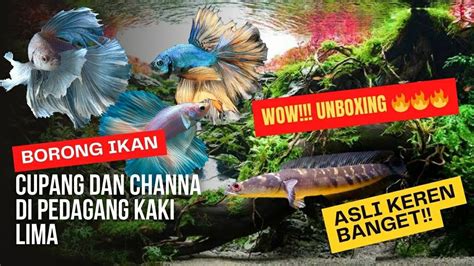 Part Unboxing Ikan Cupang Dan Ikan Channa Beli Di Ikan Hias