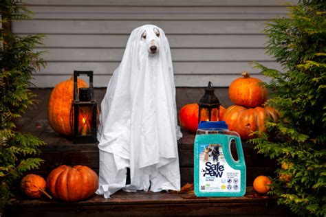 The Do's And Don'ts: Introducing Your Pet To Halloween Decorations.