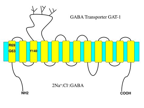 PPT Structure And Function Of Neurotransmitter Transporters