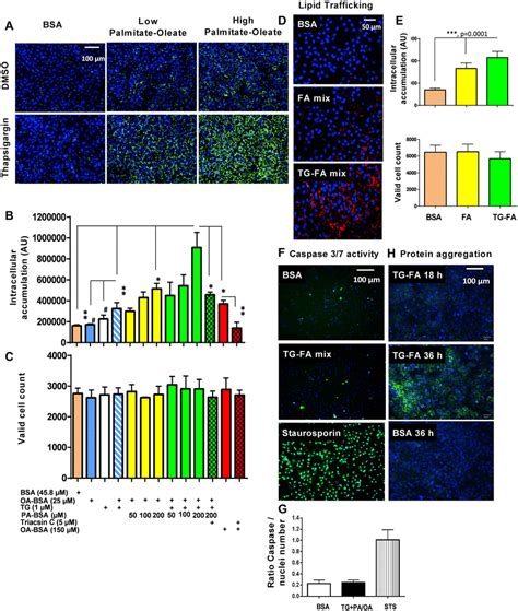 Development Of Steatotic Phenotype In Hipsc Hep A Bodipy 493503