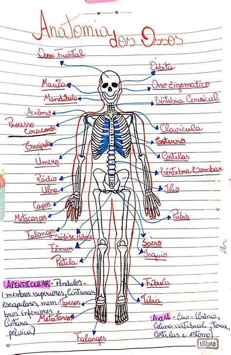 Sistema Esquel Tico Mapa Mental Braincp