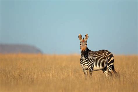 SANPARKS - Mountain Zebra National Park