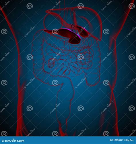 V Sicule Biliaire Anatomie Du Syst Me Digestif Humain Pour Le Concept