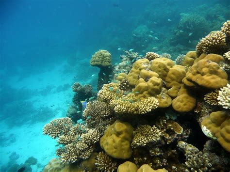 Fringing Reef, Maldives | Maldives, Coral reef, Marine biologist