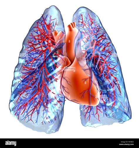 Circulatory system of heart and lungs, computer artwork. The heart Stock Photo: 90341446 - Alamy