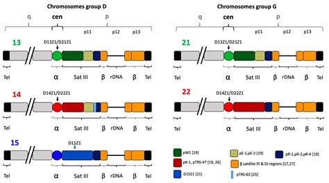 Ijms Free Full Text Presence Of P Marker D Z On The Short Arm