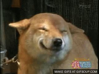 Smiling Dog GIFs - Find & Share on GIPHY