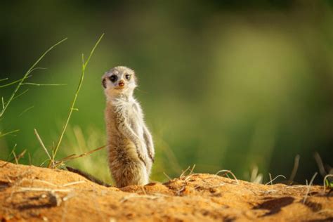 Meerkat Baby Looks Cute In Camera - Pictures Of Cute Meerkats