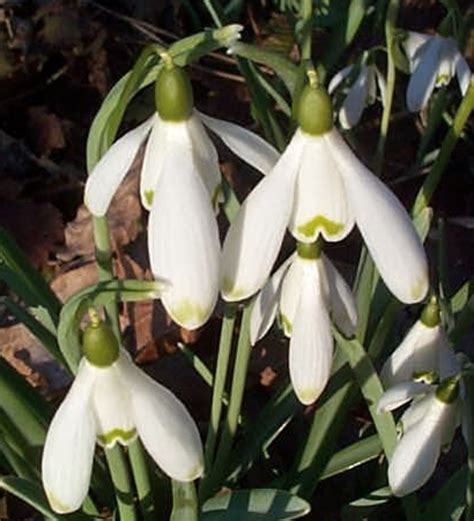 Galanthus Nivalis Viridapice X 3 Bulbs The Beth Chatto Gardens