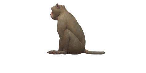 Monkey isolated on a Transparent Background 26827361 PNG