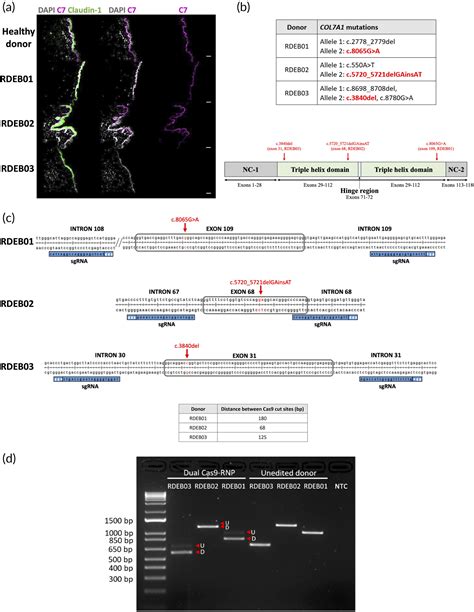 Highly Efficient Crisprcas9‐mediated Exon Skipping For Recessive Dystrophic Epidermolysis